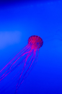 在一家水族馆的鱼