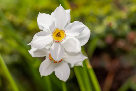 花园里的白花 Narcisus poeticus