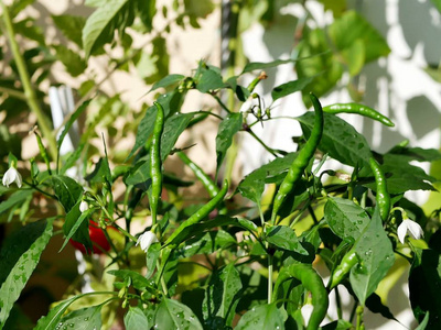 生长在灌木, 盛开, 不成熟的辣青椒, 夏季季节性植物在花园里