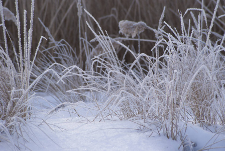 在草地上的车轮图片