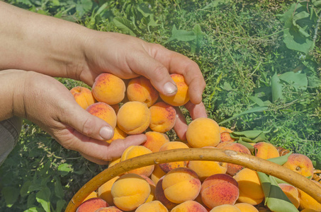 一篮子杏。工人采摘杏在田间。采摘杏的收获。鲜甜杏