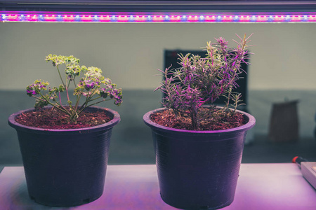 Led植物图片 Led植物素材 Led植物插画 摄图新视界