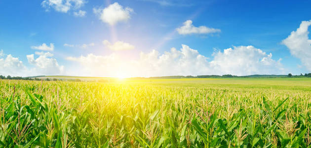 绿色的玉米田和明亮的日出对蓝天。宽照片