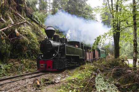 绿色森林中的蒸汽列车