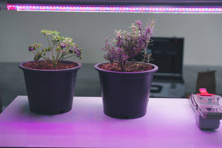 Led植物生长灯图片 Led植物生长灯素材 Led植物生长灯插画 摄图新视界 Led植物生长灯图片 Led植物生长灯素材 Led植物生长灯插画 摄图新视界
