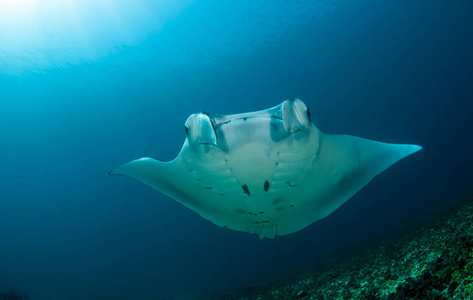 大蝠鲼图片-大蝠鲼素材-大蝠鲼插画-摄图新视界