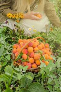 全篮子的收获的杏。一篮子新鲜的杏在农场果园。在杏果园收割的农夫