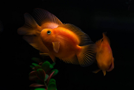 黑色背景鹦鹉鱼照片