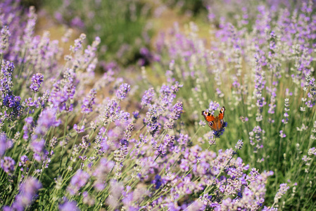 蝴蝶在薰衣草的花朵上飞翔