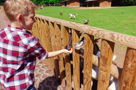 可爱的天河城男孩喂养野生山羊在动物园里