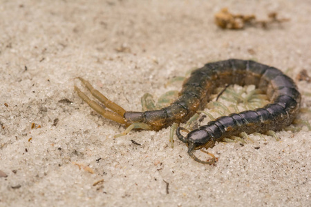 东部的树皮蜈蚣照片