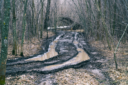 肮脏的秋天路在一个荒芜的森林里照片