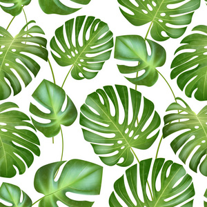 无缝的热带树叶图案矢量。充满异国情调的龟背竹植物叶片强绿党。复古风格的插图