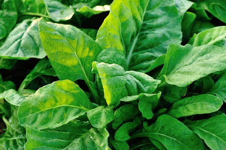 绿色条子甜菜植物照片