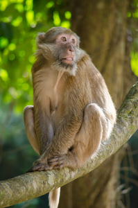 阿萨姆邦猕猴在树上