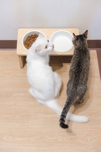 猫吃猫粮图片