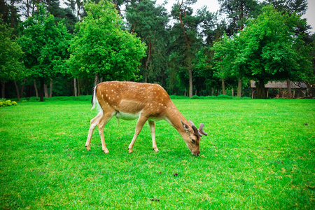 在德国的自然公园里, 一群鹿在绿色的草坪上吃草。