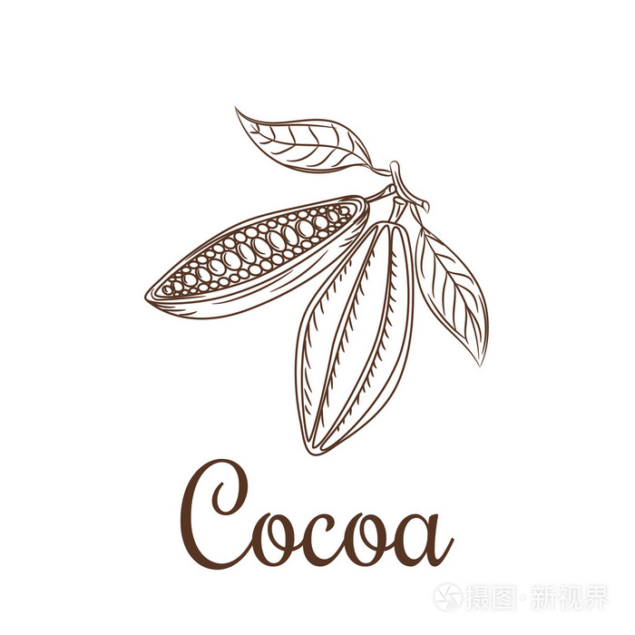 可可豆素描矢量图