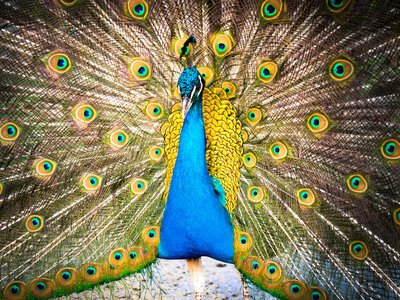 七彩孔雀及其华丽的尾巴