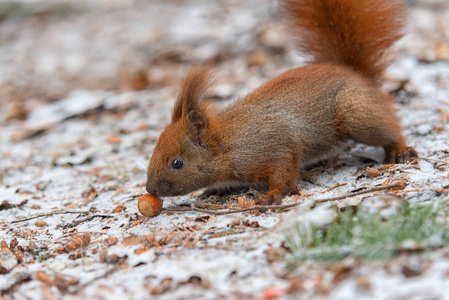 红松鼠吃坚果的雪，在冬天