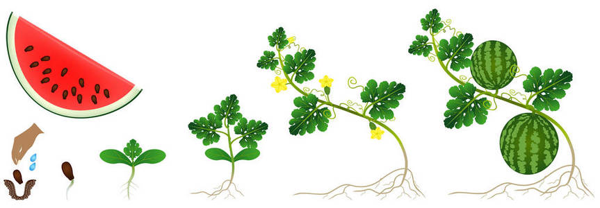 西瓜苗在白色背景下分离的西瓜植株生长周期照片