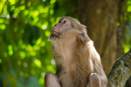 阿萨姆邦猕猴在树上