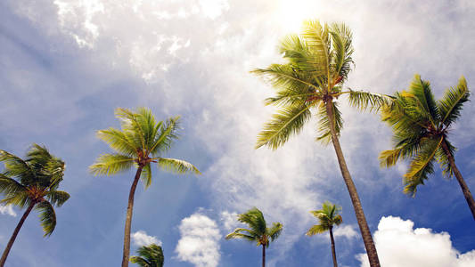 美丽的热带阳光与棕榈树和太阳