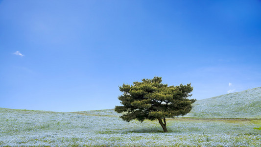 影像学山 树和 Nemophila 在日立海滨公园