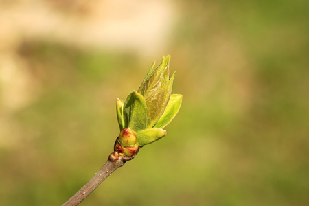 绿树芽春天