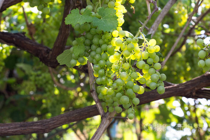成熟的白葡萄枝, 葡萄叶背景, 可口的甜水果, 温暖的阳光通过新鲜的