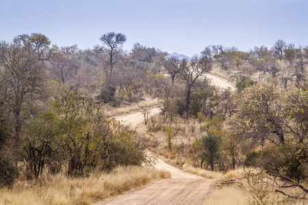 safari 的砾石路在南非克鲁格国家公园
