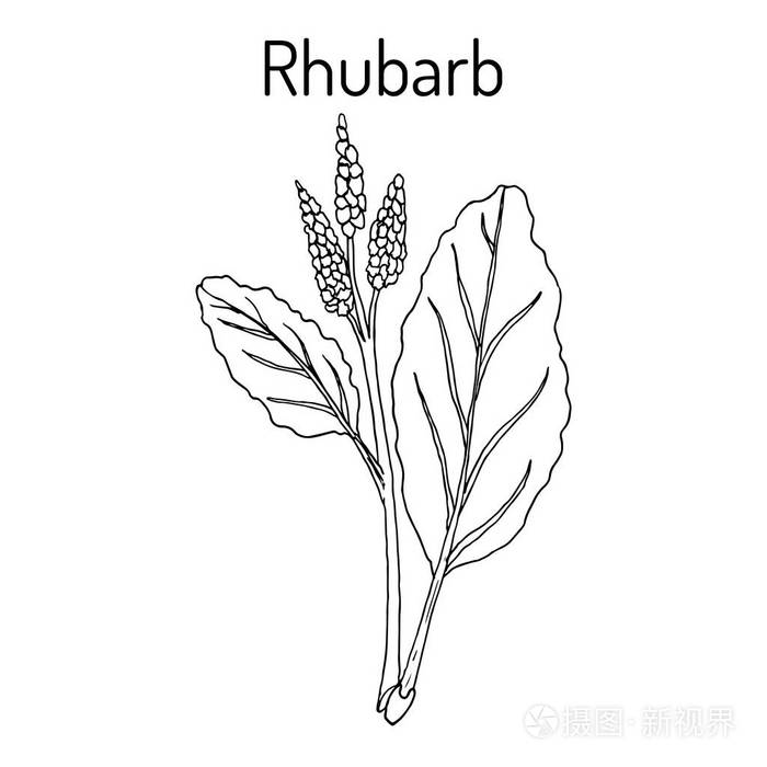 大黄大黄 rhabarbarum,烹饪和药用植物