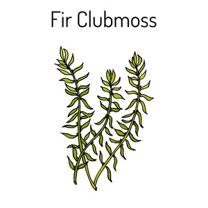 Fir clubmoss 杉 北部 firmoss 药用植物