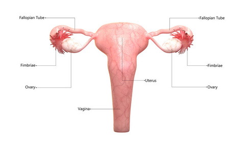 带标签解剖的女性生殖系统