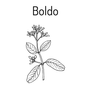 烹饪和药用植物 Boldo Peumus 博尔杜什