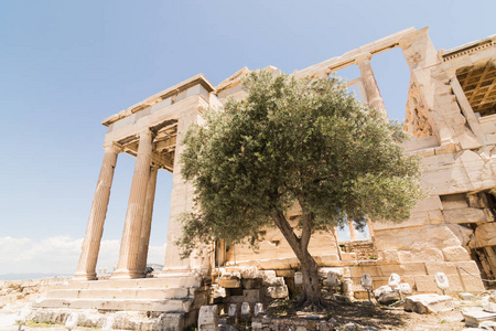 希腊雅典卫城的帕台农神庙遗址。传奇橄榄树的 Pandroseion 在前景。晴天, 广角镜头拍摄