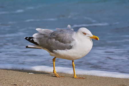 海鸥走由黑海海滩