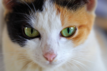 身上长斑可爱的眼睛只暹罗猫的特写照片