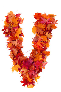 秋天的叶子的字母符号