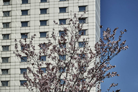 有白花和住宅建筑的门面的树枝