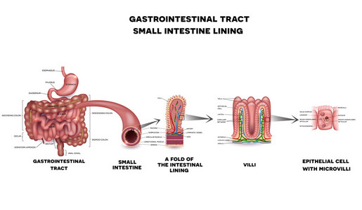胃肠道系统小肠解剖