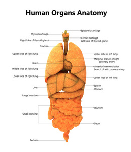 3d 人体器官解剖示意图
