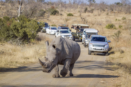 南非克鲁格国家公园南部白犀牛Rhinocerotidae 白犀属 simum simum 系列