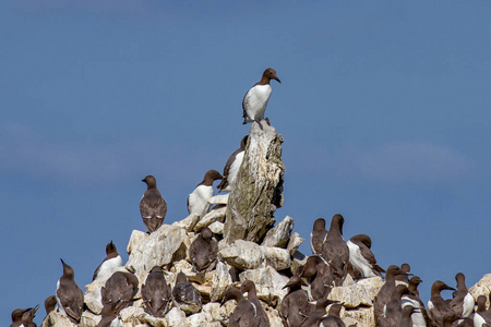 Guillemot 殖民地栖息在 Elegug 栈在彭布鲁克郡农场主, 威尔士, 英国