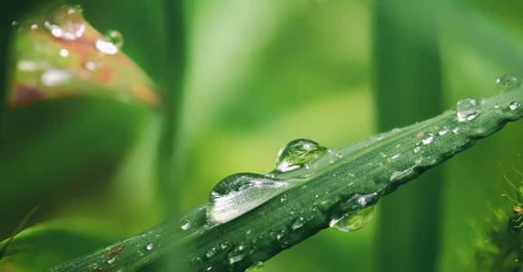 滴露上一片绿色的树叶滴露水照片