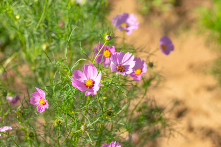 泰国 Chiyaphum 花园中的宇宙 bipinnatus