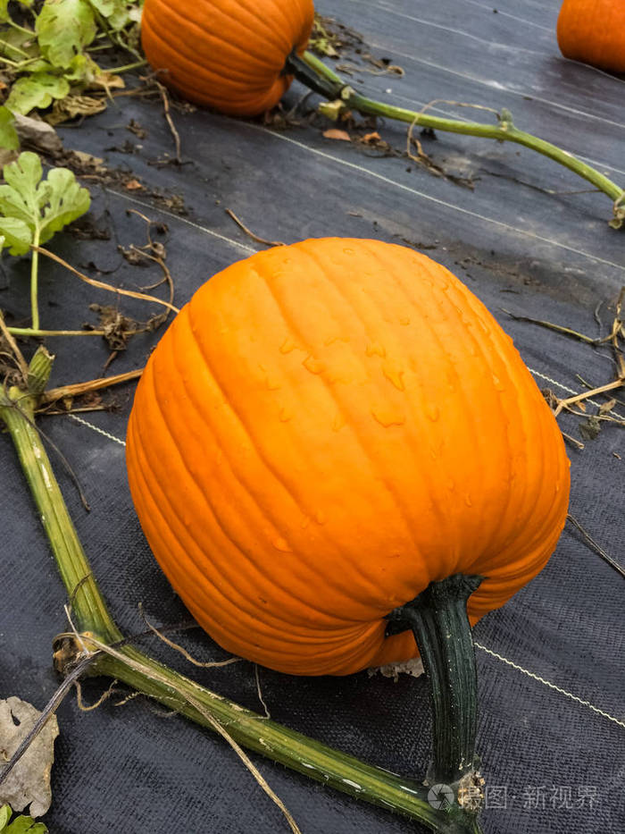 橙色南瓜中的雨滴