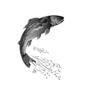 割鱼作为锻造金属复古矢量鳟鱼跳跃照片