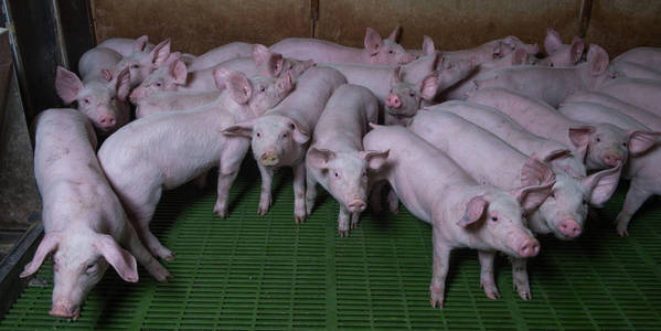 家养的猪。法国村庄的农场里的猪