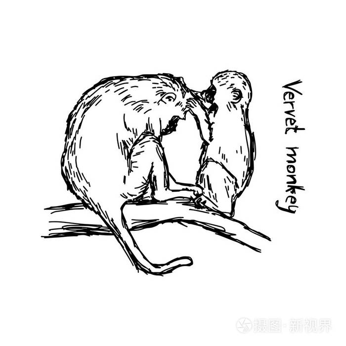 长尾猴家族-矢量图草图手绘与孤立的白色背景上的黑色线条插画-正版